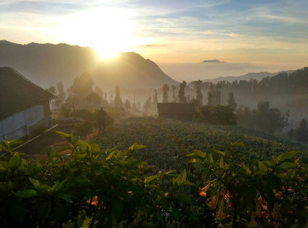 Bromo Otix Guest House Exterior photo